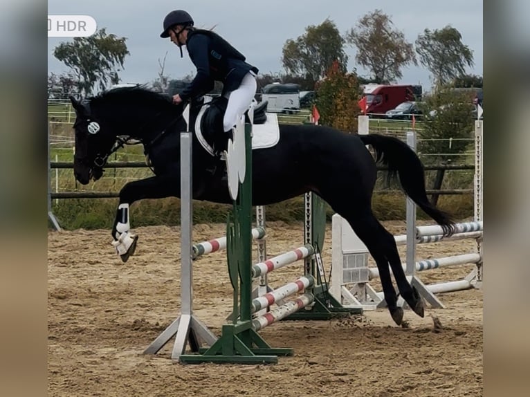 Other Thoroughbred Breeds Mare 6 years 15,3 hh Brown in Oebisfelde