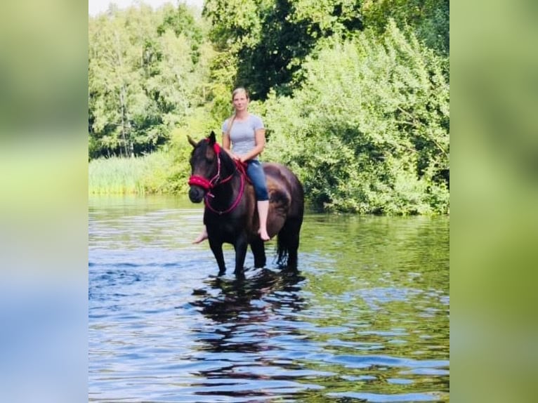 Other Thoroughbred Breeds Mare 6 years 15,3 hh Brown in Oebisfelde