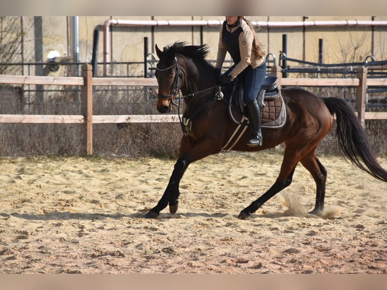 Other Thoroughbred Breeds Mare 6 years 15,3 hh  in Wegeleben