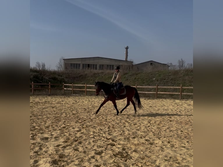 Other Thoroughbred Breeds Mare 6 years 15,3 hh  in Wegeleben