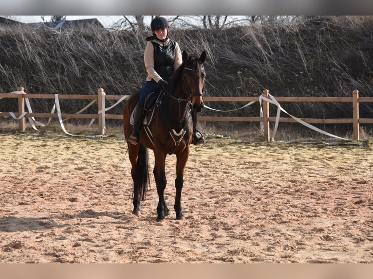 Other Thoroughbred Breeds Mare 6 years 15,3 hh  in Wegeleben