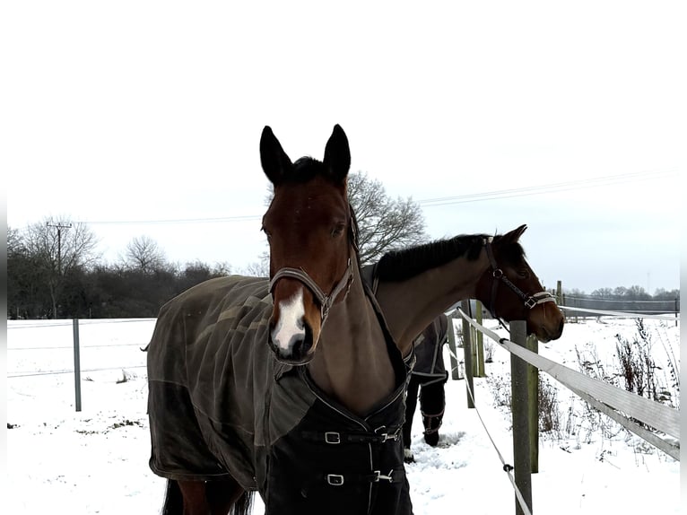 Other Thoroughbred Breeds Mare 6 years 16 hh Brown in Wesel