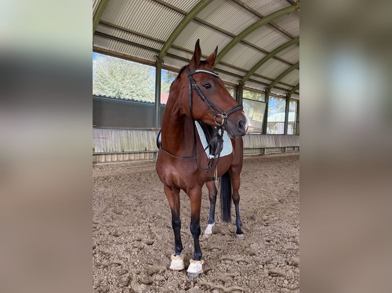 Other Thoroughbred Breeds Mare 6 years 16 hh Brown in Wesel