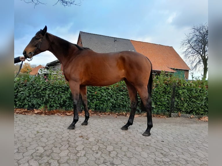 Other Thoroughbred Breeds Mare 6 years 16 hh in Bremen