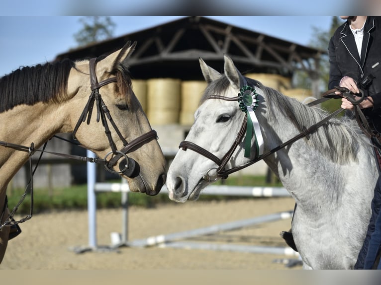 Other Thoroughbred Breeds Mare 6 years 16,2 hh Gray in Roanne