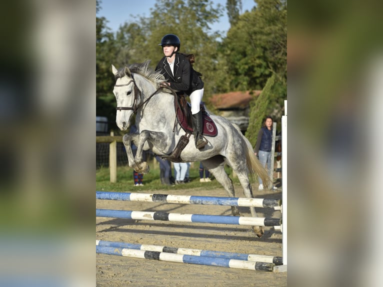 Other Thoroughbred Breeds Mare 6 years 16,2 hh Gray in Roanne