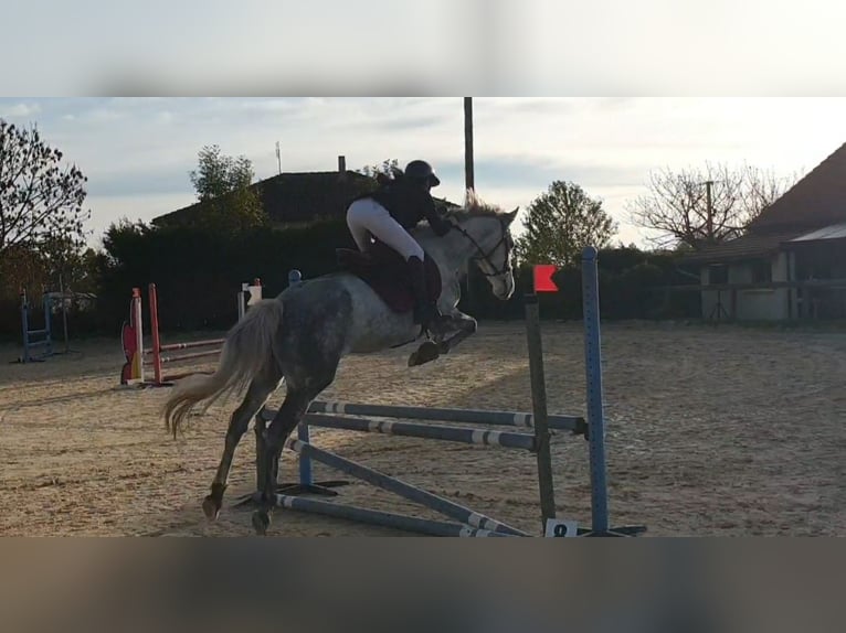 Other Thoroughbred Breeds Mare 6 years 16,2 hh Gray in Roanne