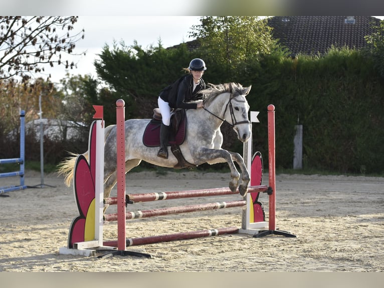 Other Thoroughbred Breeds Mare 6 years 16,2 hh Gray in Roanne