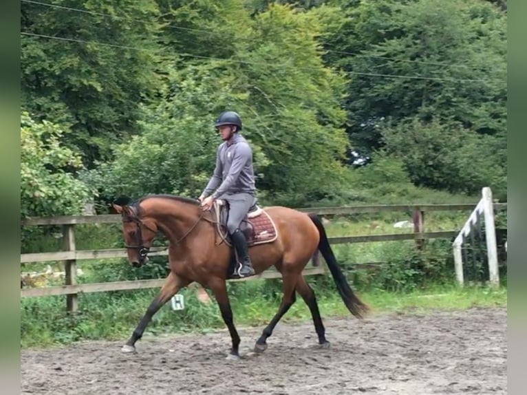 Other Thoroughbred Breeds Mix Mare 7 years 16,1 hh Brown in moyvore