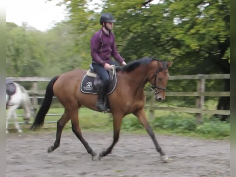 Other Thoroughbred Breeds Mix Mare 7 years 16,1 hh Brown in moyvore