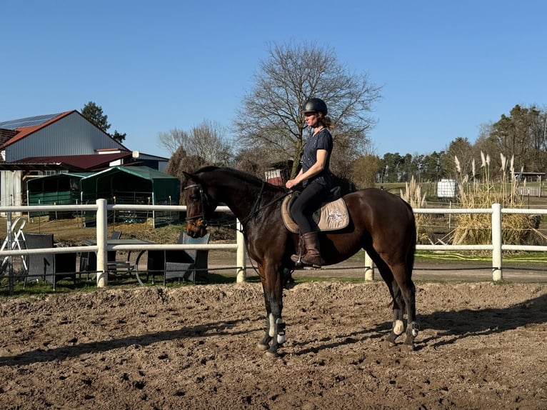 Other Thoroughbred Breeds Mare 7 years 16 hh Brown in Wiesentheid