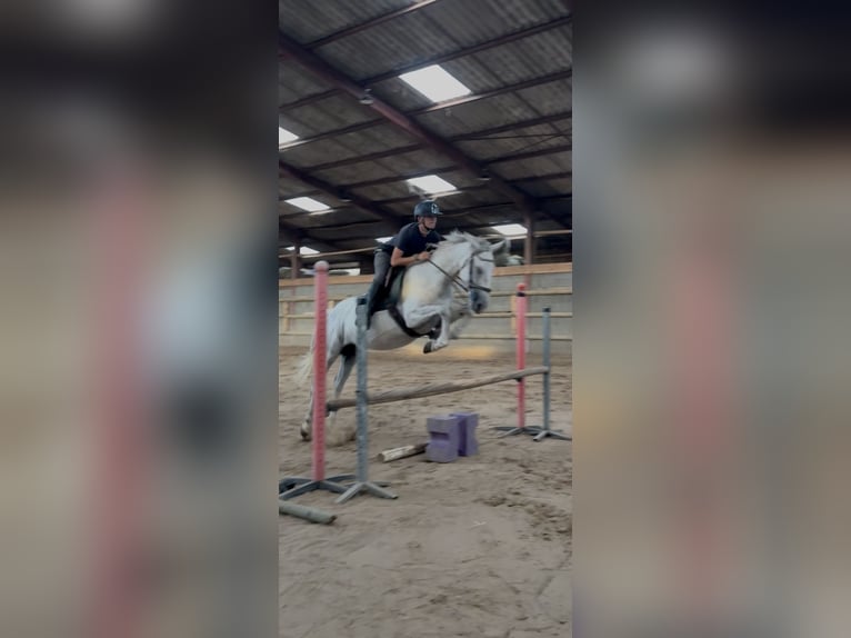 Other Thoroughbred Breeds Mare 7 years 16 hh Grey in Roanne