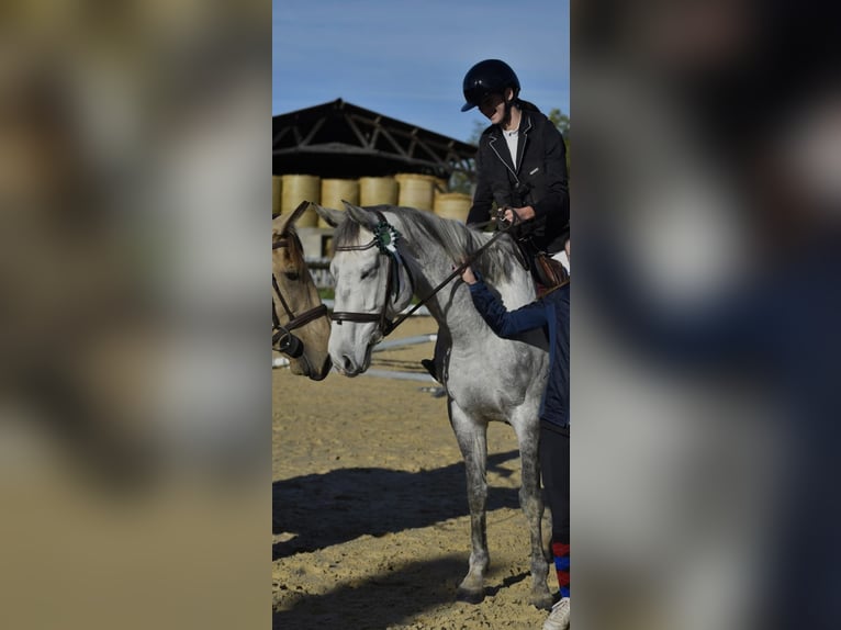 Other Thoroughbred Breeds Mare 7 years 16 hh Grey in Roanne