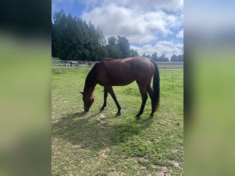 Other Thoroughbred Breeds Mare 7 years 16,1 hh Bay-Dark in Deining