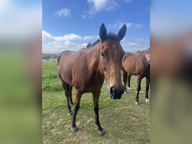 Other Thoroughbred Breeds Mare 7 years 16,1 hh Bay-Dark in Deining