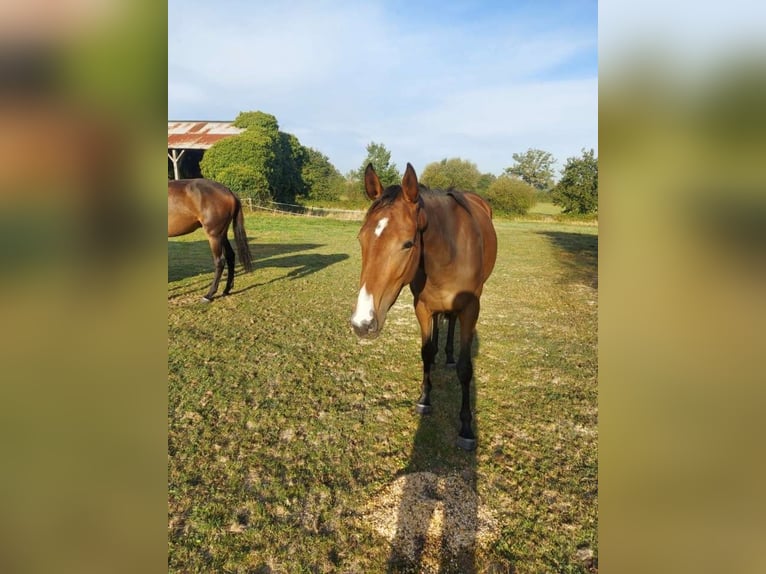 Other Thoroughbred Breeds Mare 7 years Brown in La Prévière