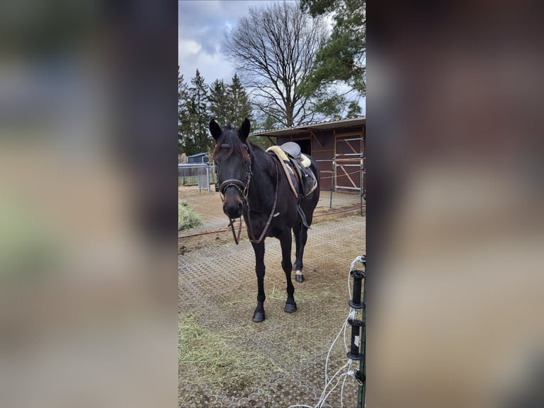 Other Thoroughbred Breeds Mare 8 years 15.1 hh Smoky-Black in Spreenhagen