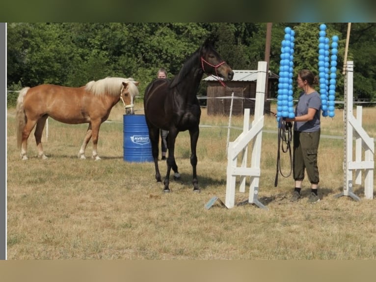 Other Thoroughbred Breeds Mare 8 years 15.1 hh Smoky-Black in Spreenhagen