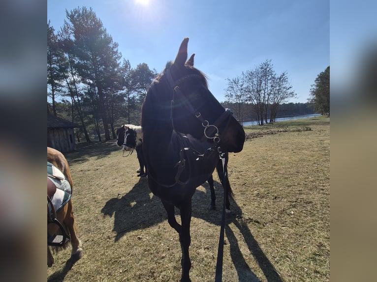 Other Thoroughbred Breeds Mare 8 years 15.1 hh Smoky-Black in Spreenhagen