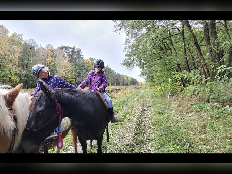 Other Thoroughbred Breeds Mare 8 years 15.1 hh Smoky-Black in Spreenhagen