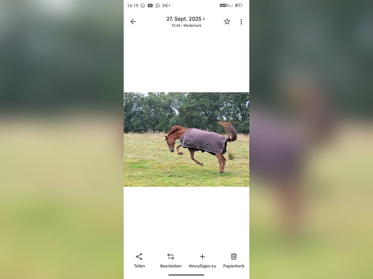 Other Thoroughbred Breeds Mare 8 years 15.2 hh Buckskin in Neustadt am Rübenberge