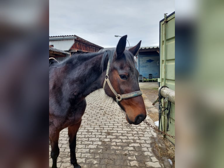 Other Thoroughbred Breeds Mare 8 years 15,2 hh in Strass in Steiermark