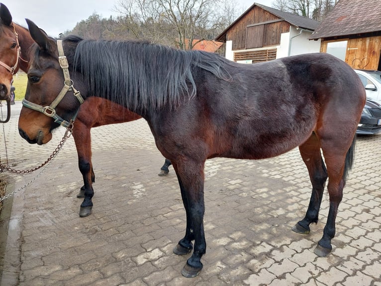 Other Thoroughbred Breeds Mare 8 years 15,2 hh in Strass in Steiermark