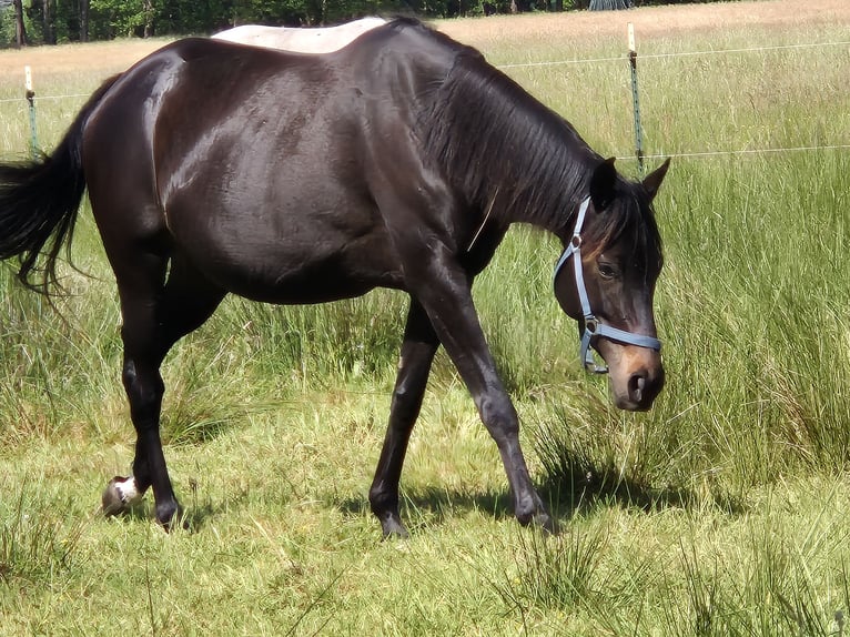 Other Thoroughbred Breeds Mare 8 years 15,1 hh Smoky-Black in Spreenhagen