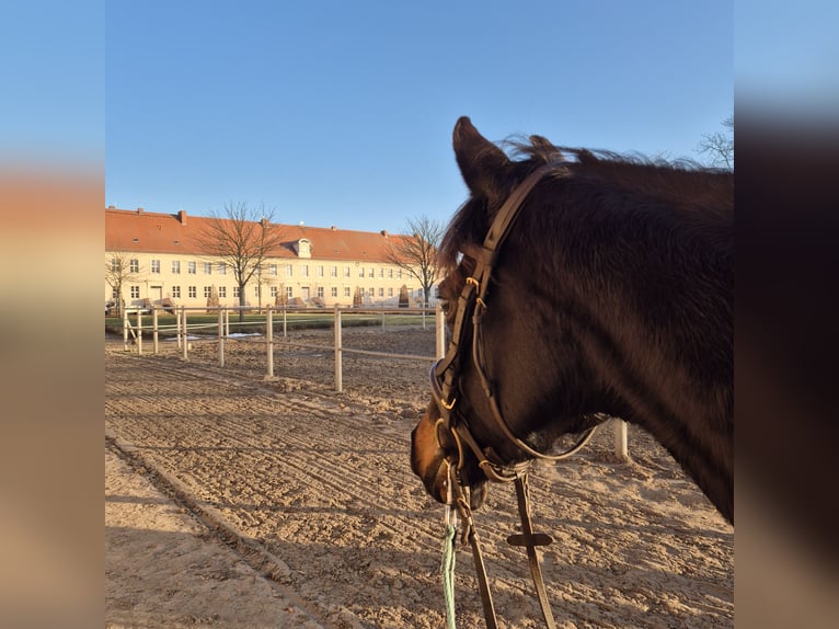 Other Thoroughbred Breeds Mare 8 years 15,1 hh Smoky-Black in Spreenhagen