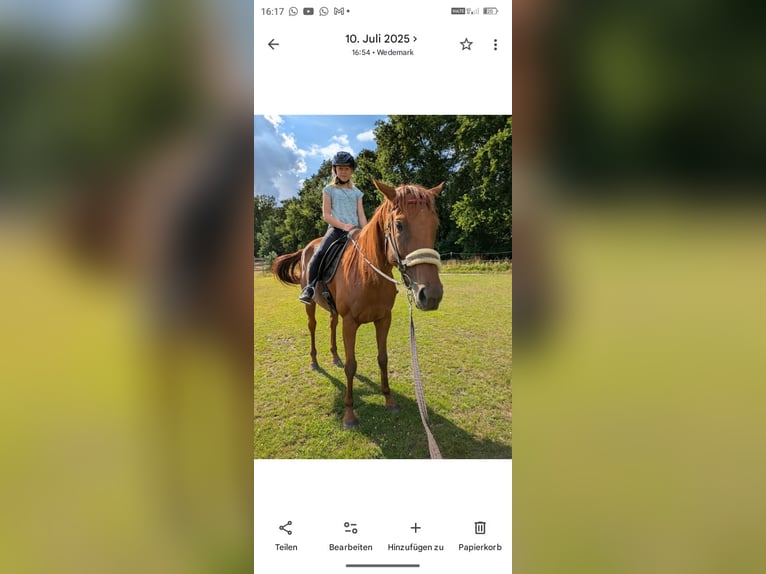 Other Thoroughbred Breeds Mare 8 years 15,2 hh Buckskin in Neustadt am Rübenberge