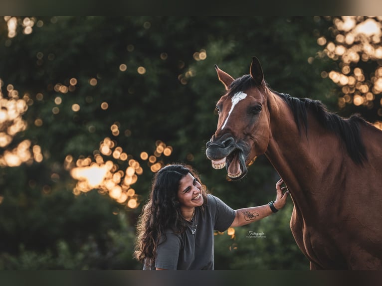 Other Thoroughbred Breeds Mare 8 years 16.1 hh Brown in Uetze