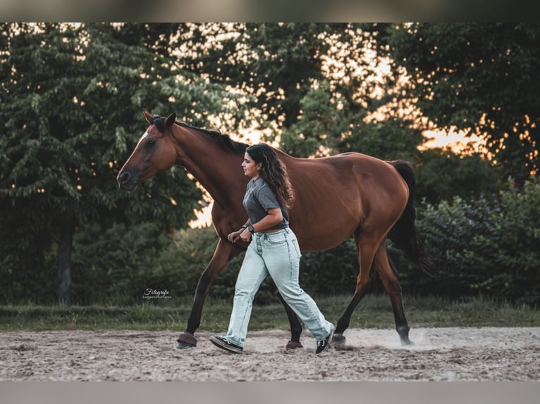 Other Thoroughbred Breeds Mare 8 years 16.1 hh Brown in Uetze