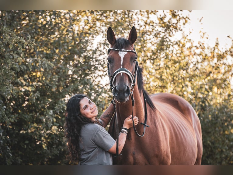 Other Thoroughbred Breeds Mare 8 years 16.1 hh Brown in Uetze