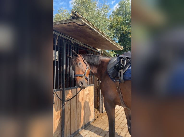 Other Thoroughbred Breeds Mare 8 years 16 hh Bay-Dark in Koolskamp