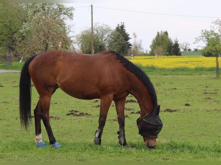 Other Thoroughbred Breeds Mare 8 years 16 hh Brown in Dresden