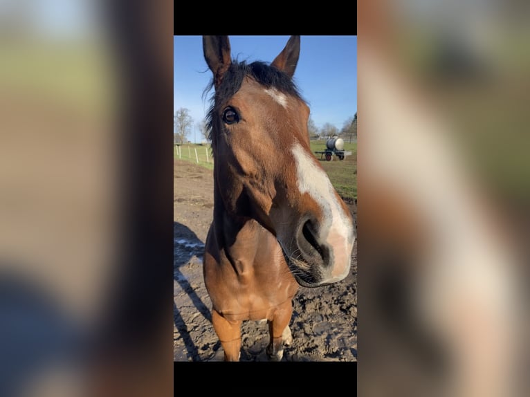 Other Thoroughbred Breeds Mare 8 years 16 hh Brown in Dresden