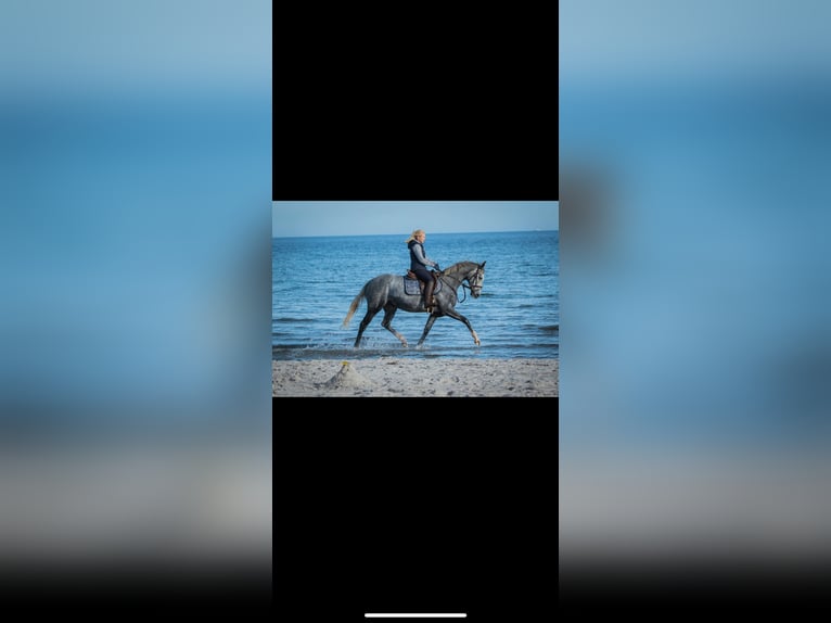 Other Thoroughbred Breeds Mare 8 years 16 hh Gray in Kollow