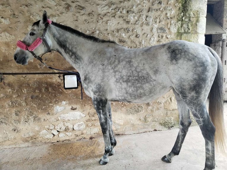 Other Thoroughbred Breeds Mare 8 years 16 hh Gray in Pineuilh