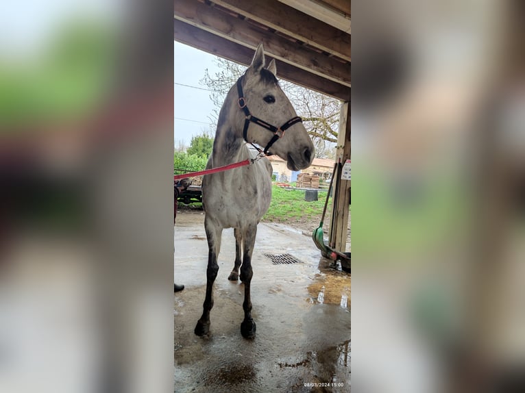 Other Thoroughbred Breeds Mare 8 years 16 hh Gray in Pineuilh