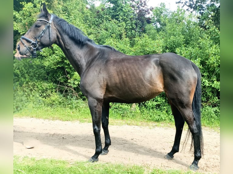 Other Thoroughbred Breeds Mare 8 years 16 hh in Hannover