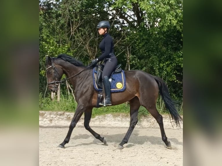Other Thoroughbred Breeds Mare 8 years 16 hh in Hannover