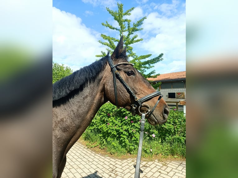 Other Thoroughbred Breeds Mare 8 years 16 hh in Hannover