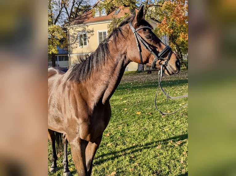 Other Thoroughbred Breeds Mare 8 years 16,1 hh Brown in Landshut Other Thoroughbred Breeds Mare 8 years 16,1 hh Brown in Landshut