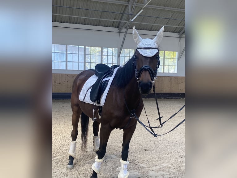 Other Thoroughbred Breeds Mare 8 years 16,1 hh Brown in Landshut Other Thoroughbred Breeds Mare 8 years 16,1 hh Brown in Landshut