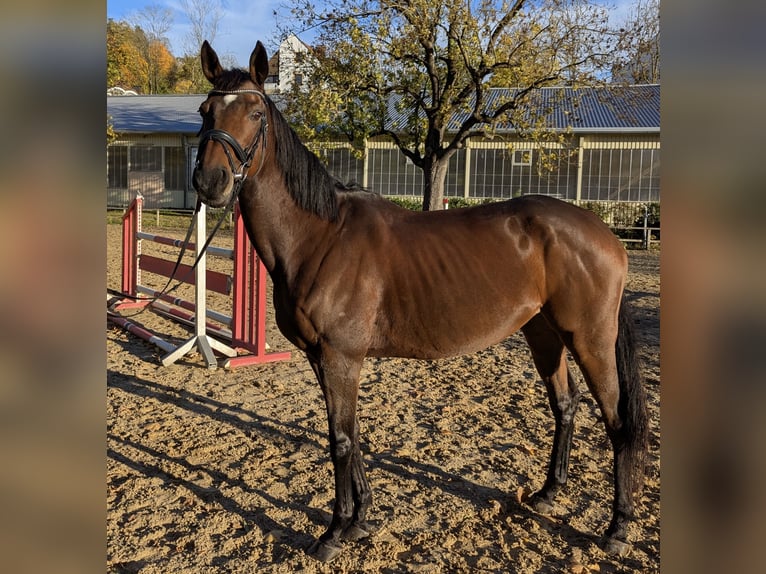 Other Thoroughbred Breeds Mare 8 years 16,1 hh Brown in Landshut Other Thoroughbred Breeds Mare 8 years 16,1 hh Brown in Landshut