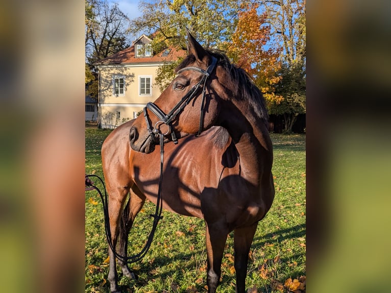 Other Thoroughbred Breeds Mare 8 years 16,1 hh Brown in Landshut Other Thoroughbred Breeds Mare 8 years 16,1 hh Brown in Landshut
