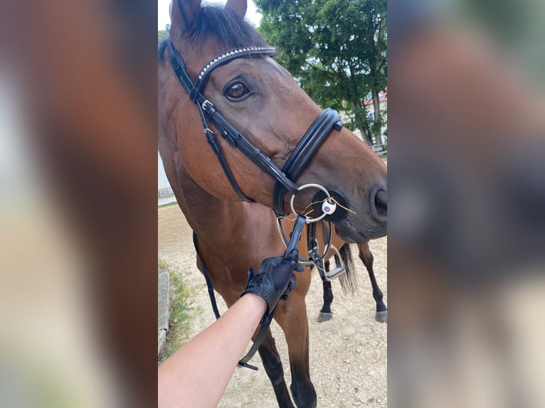 Other Thoroughbred Breeds Mare 8 years 16,1 hh Brown in Landshut Other Thoroughbred Breeds Mare 8 years 16,1 hh Brown in Landshut