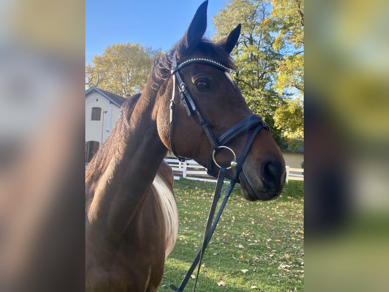 Other Thoroughbred Breeds Mare 8 years 16,1 hh Brown in Landshut Other Thoroughbred Breeds Mare 8 years 16,1 hh Brown in Landshut