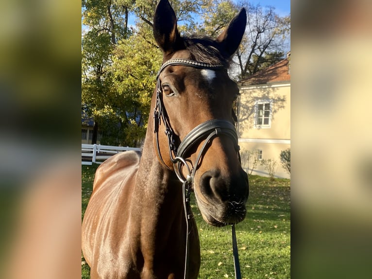 Other Thoroughbred Breeds Mare 8 years 16,1 hh Brown in Landshut Other Thoroughbred Breeds Mare 8 years 16,1 hh Brown in Landshut