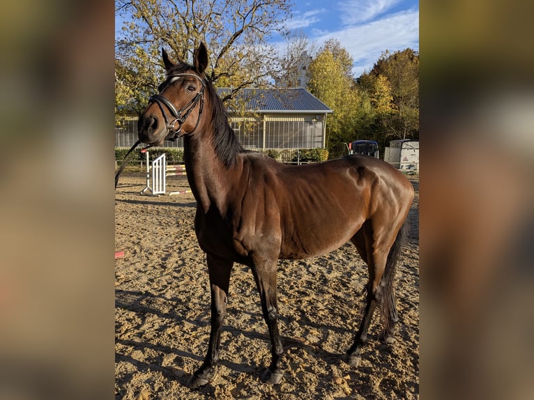 Other Thoroughbred Breeds Mare 8 years 16,1 hh Brown in Landshut Other Thoroughbred Breeds Mare 8 years 16,1 hh Brown in Landshut
